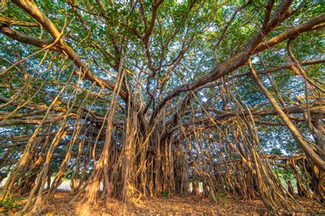  Under the Banyan Tree: Exploring Indonesian Folklore through Myth and Magic